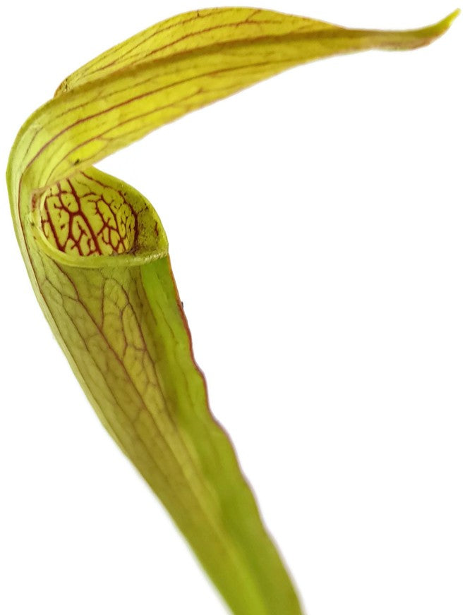Sarracenia Rubra var. Rubra "Long Lid" MK RR4