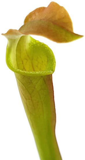 Sarracenia Rubra ssp. Wherryi "Small Form" Perdido Alabama RW-04-PW