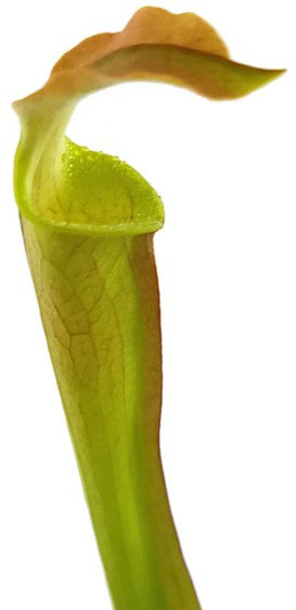 Sarracenia Rubra ssp. Wherryi "Small Form" Perdido Alabama RW-04-PW