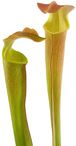 Sarracenia Rubra ssp. Wherryi "Small Form" Perdido Alabama RW-04-PW