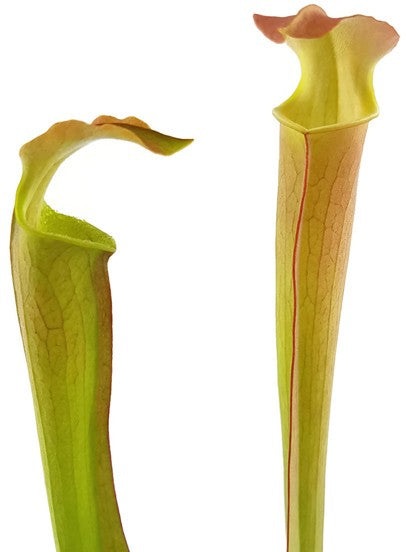 Sarracenia Rubra ssp. Wherryi "Small Form" Perdido Alabama RW-04-PW