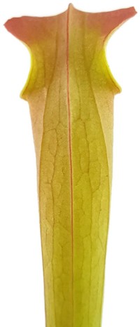 Sarracenia Rubra ssp. Wherryi "Small Form" Perdido Alabama RW-04-PW