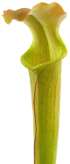 Sarracenia Rubra ssp. Wherryi "Small Form" Perdido Alabama RW-04-PW