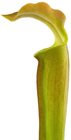 Sarracenia Rubra ssp. Wherryi "Small Form" Perdido Alabama RW-04-PW