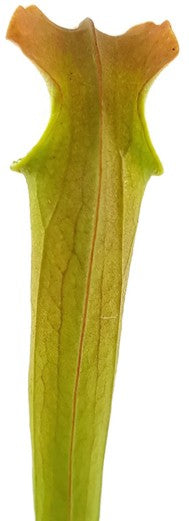 Sarracenia Rubra ssp. Wherryi "Small Form" Perdido Alabama RW-04-PW