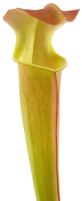 Sarracenia Rubra ssp. Wherryi "Small Form" Perdido Alabama RW-04-PW