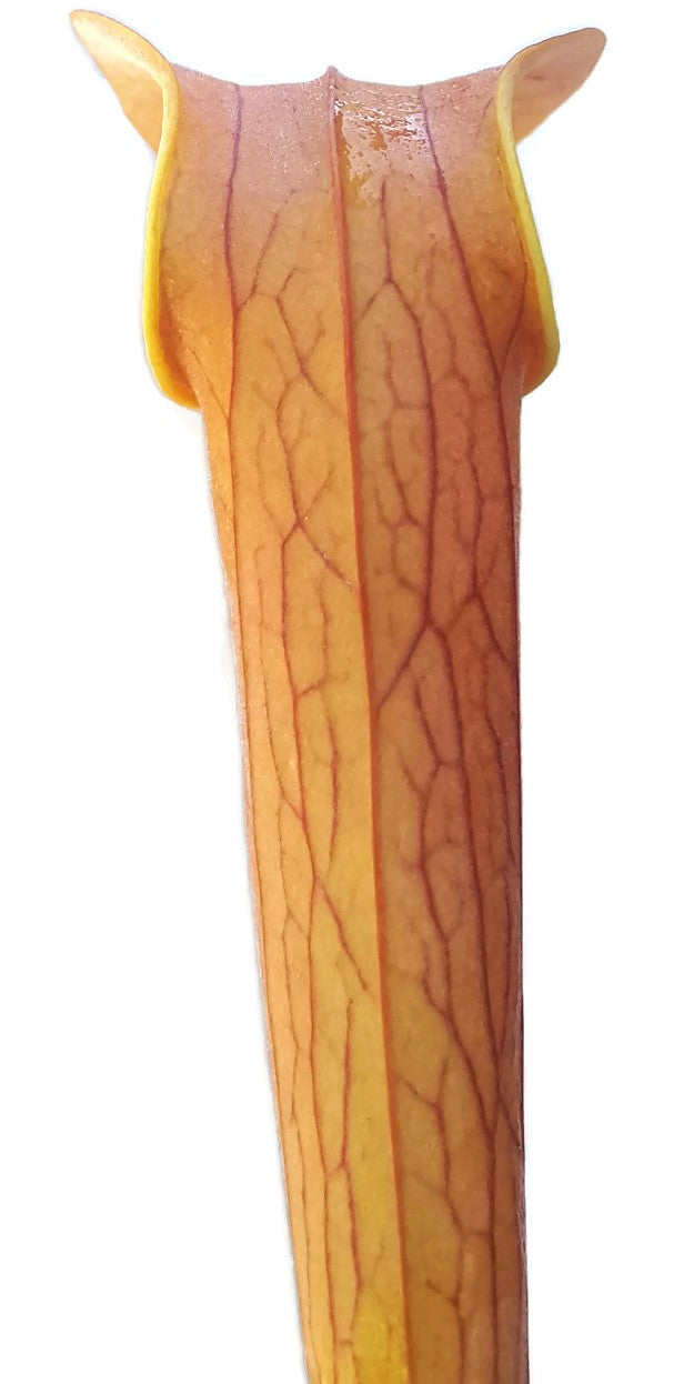 Sarracenia rubra ssp. wherryi "Chatom Giant"