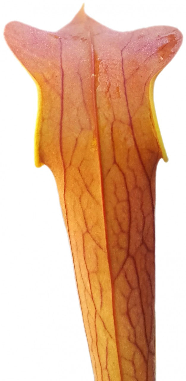 Sarracenia rubra ssp. wherryi "Chatom Giant"