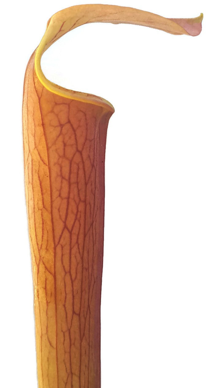 Sarracenia rubra ssp. wherryi "Chatom Giant"