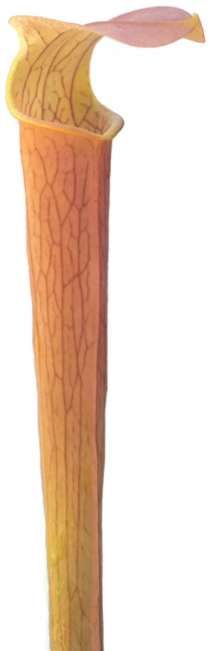 Sarracenia rubra ssp. wherryi "Chatom Giant"