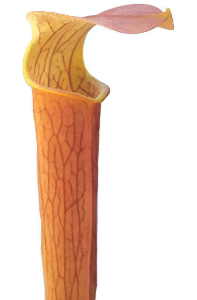 Sarracenia rubra ssp. wherryi "Chatom Giant"
