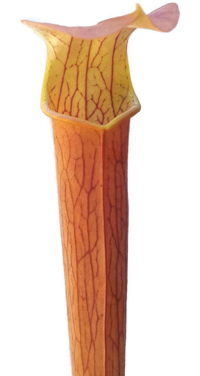 Sarracenia rubra ssp. wherryi "Chatom Giant"