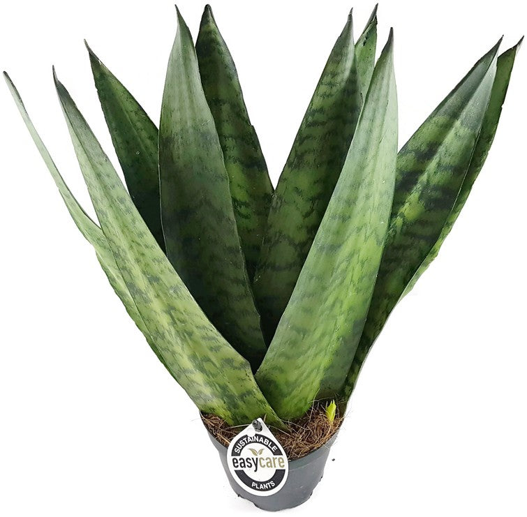 Sansevieria zeylanica "Fächer" - getigerter Bogenhanf