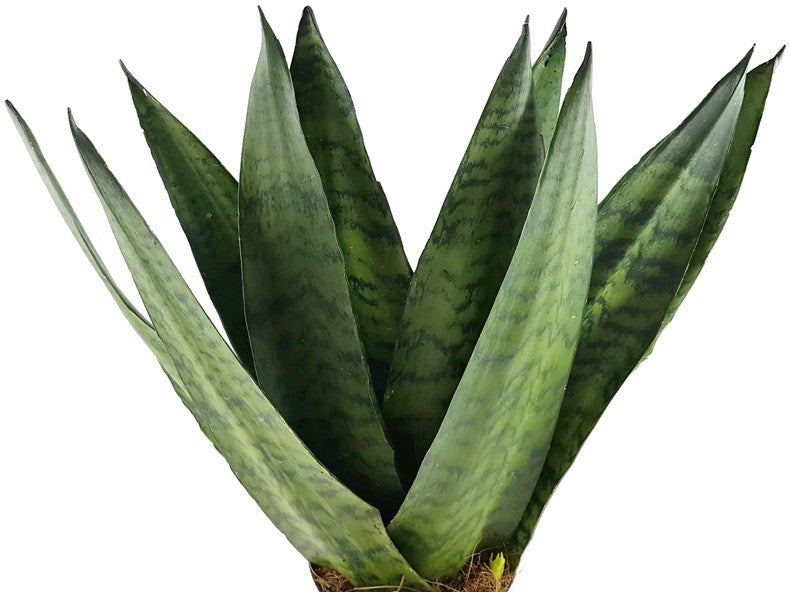 Sansevieria zeylanica "Fächer" - getigerter Bogenhanf