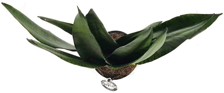Sansevieria zeylanica "Fächer" - getigerter Bogenhanf