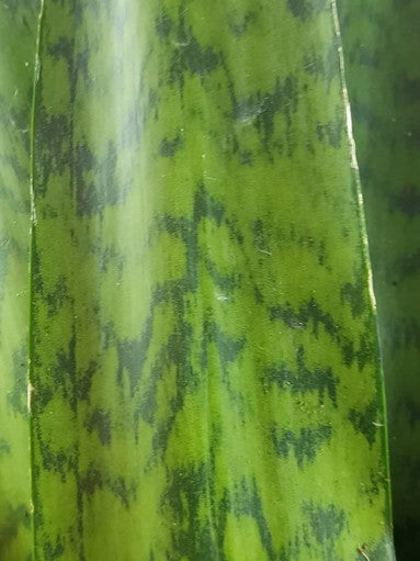 Sansevieria zeylanica "Fächer" - getigerter Bogenhanf