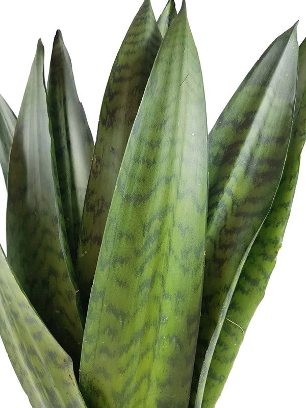 Sansevieria zeylanica "Fächer" - getigerter Bogenhanf