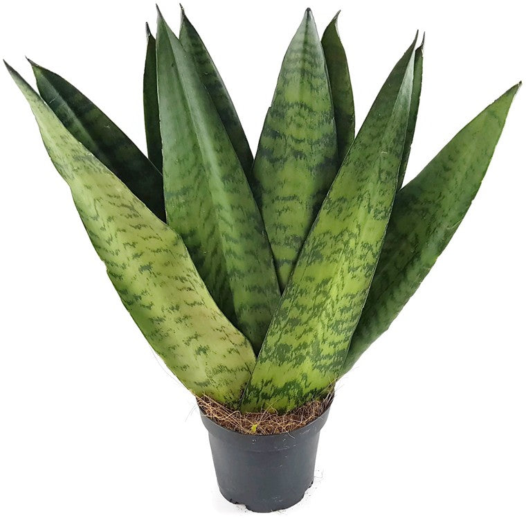 Sansevieria zeylanica "Fächer" - getigerter Bogenhanf
