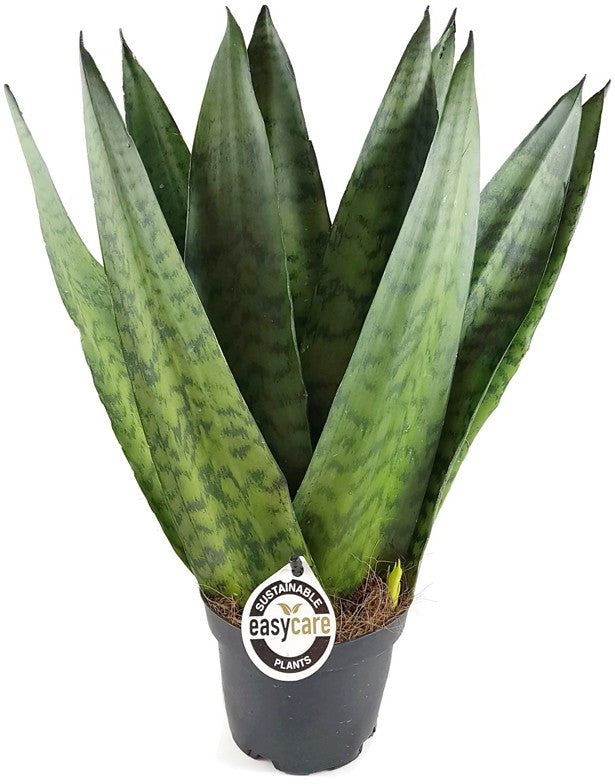 Sansevieria zeylanica "Fächer" - getigerter Bogenhanf