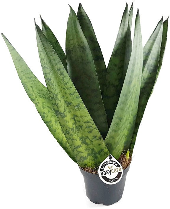 Sansevieria zeylanica "Fächer" - getigerter Bogenhanf