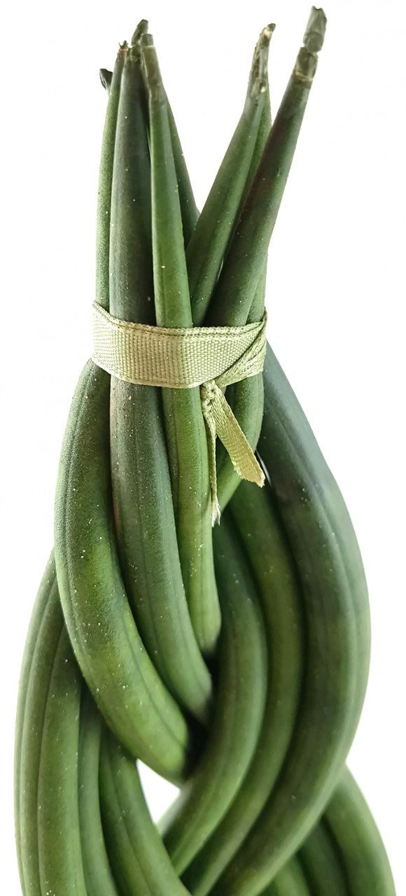 Sansevieria "Twister" - geflochtener Bogenhanf