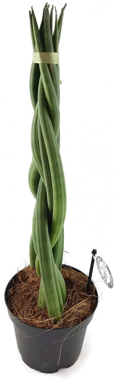 Sansevieria "Twister" - geflochtener Bogenhanf