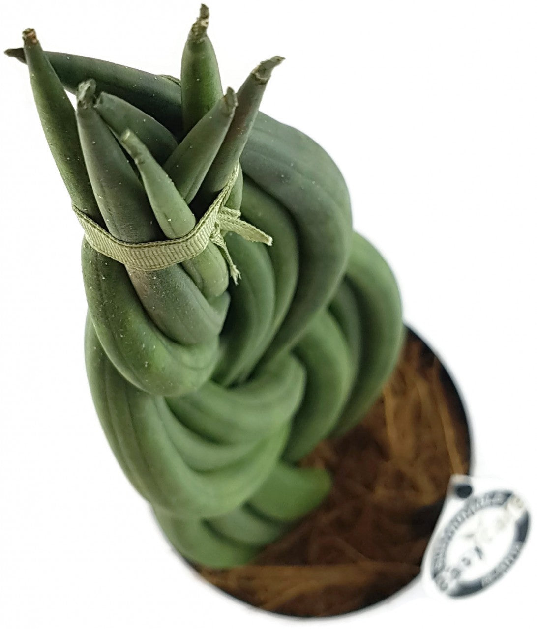 Sansevieria "Twister" - geflochtener Bogenhanf