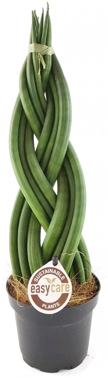Sansevieria "Twister" - geflochtener Bogenhanf