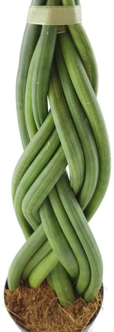 Sansevieria "Twister" - geflochtener Bogenhanf