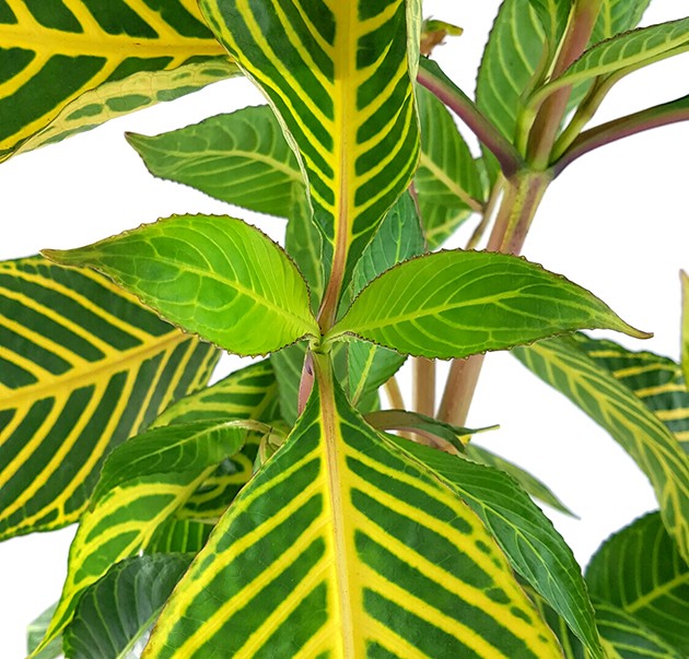 Sanchezia speciosa - Feuerfinger