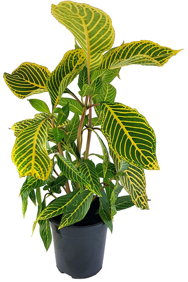 Sanchezia speciosa - Feuerfinger