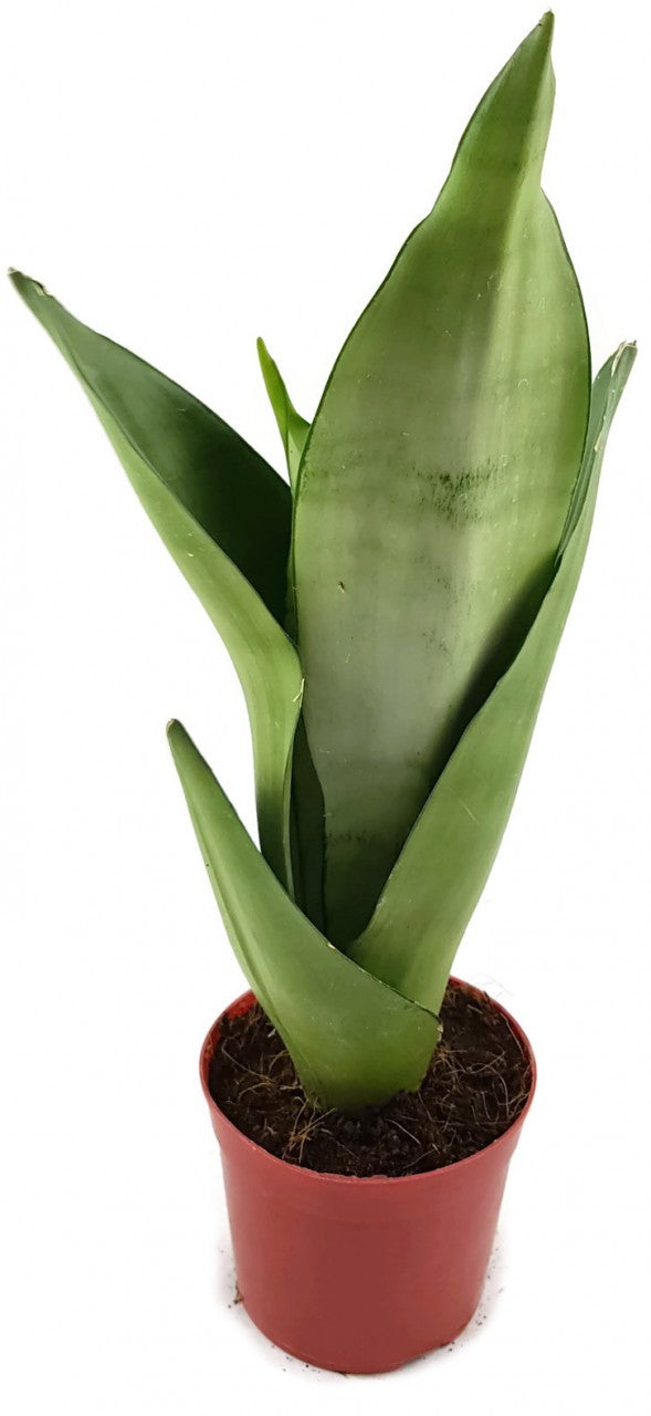 Sansevieria trifasciata "Moonshine" - silberner Bogenhanf