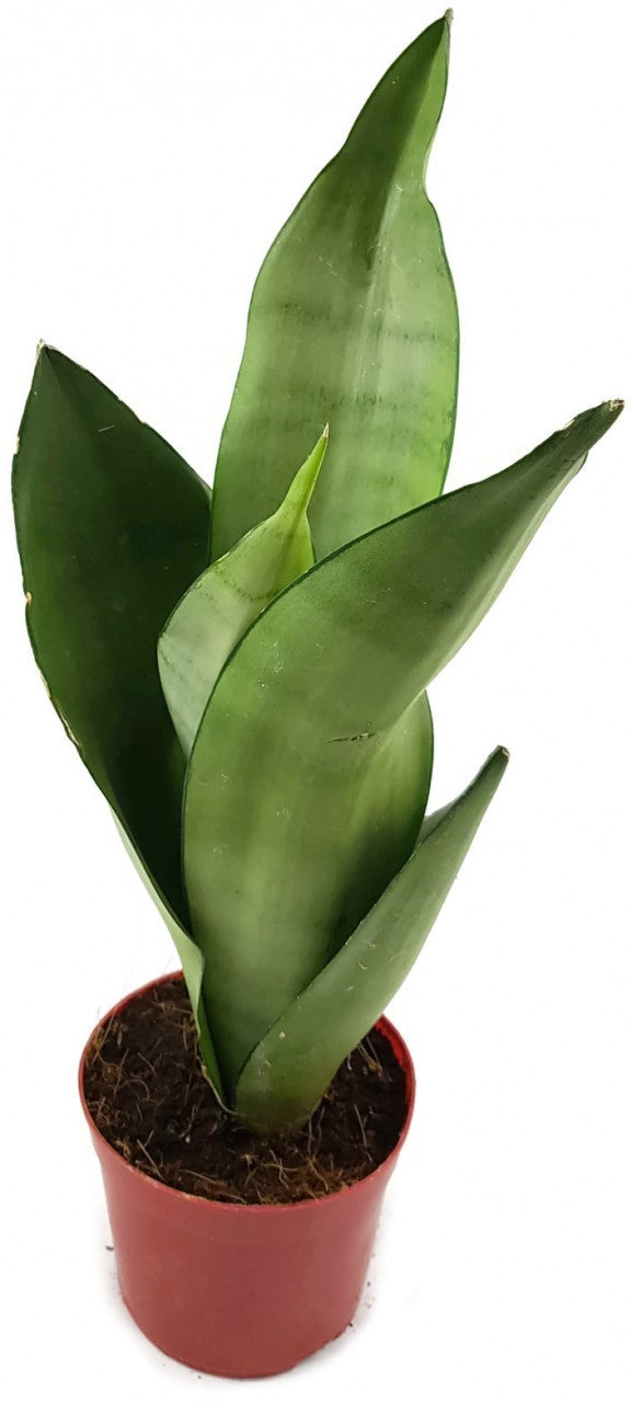 Sansevieria trifasciata "Moonshine" - silberner Bogenhanf