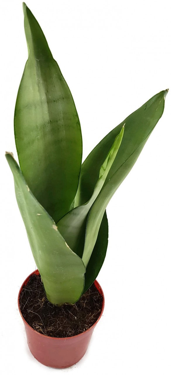 Sansevieria trifasciata "Moonshine" - silberner Bogenhanf