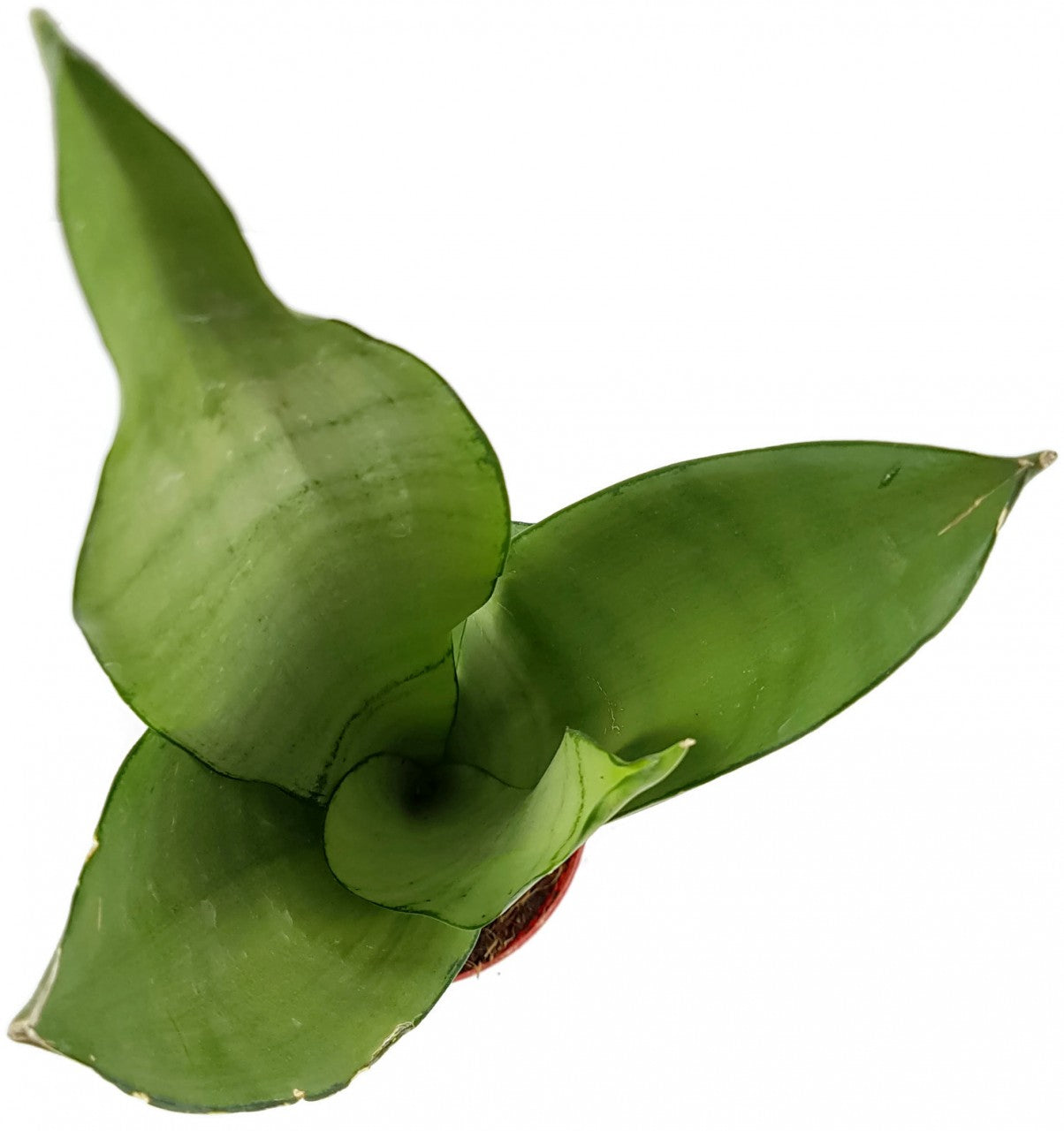 Sansevieria trifasciata "Moonshine" - silberner Bogenhanf