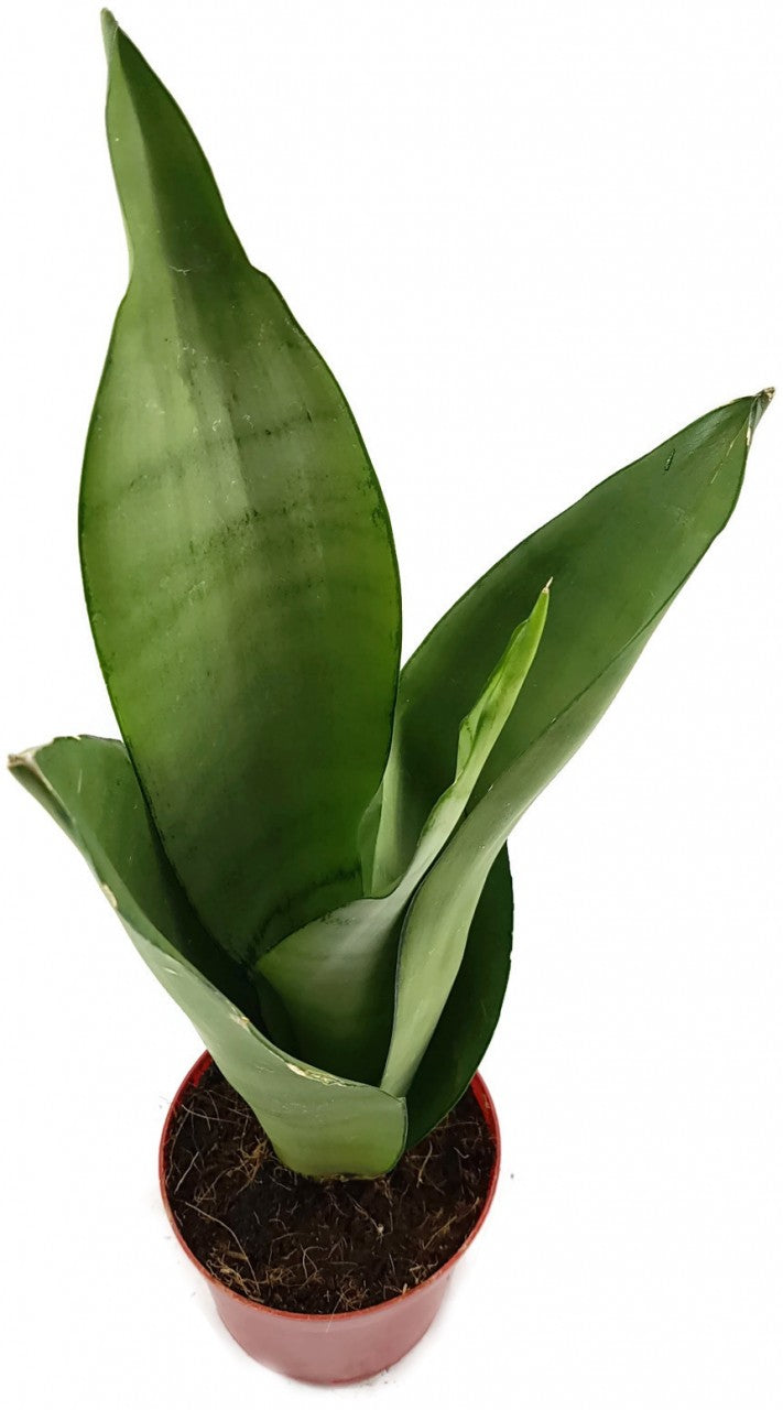 Sansevieria trifasciata "Moonshine" - silberner Bogenhanf