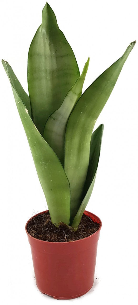 Sansevieria trifasciata "Moonshine" - silberner Bogenhanf