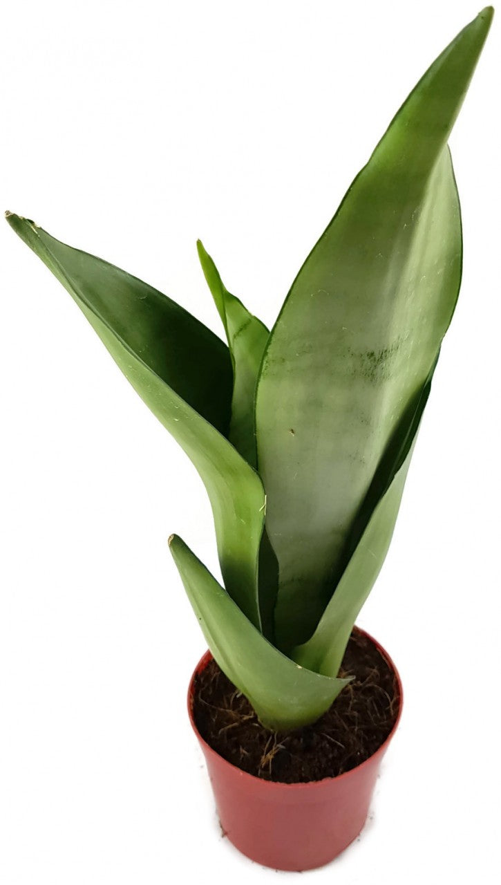 Sansevieria trifasciata "Moonshine" - silberner Bogenhanf