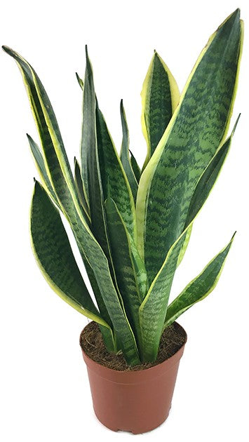 Sansevieria trifasciata "Futura Superba" - Bogenhanf
