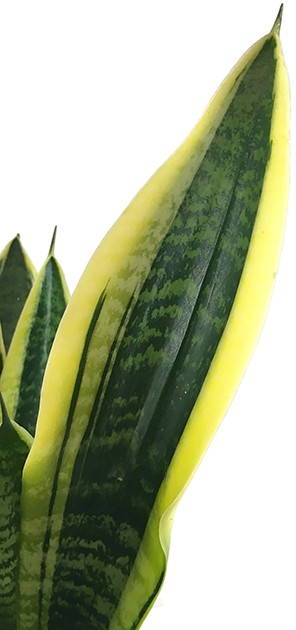 Sansevieria trifasciata "Futura Superba" - Bogenhanf