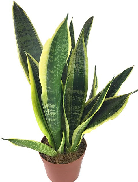 Sansevieria trifasciata "Futura Superba" - Bogenhanf