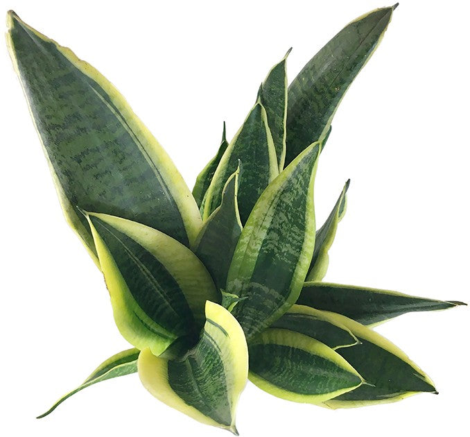 Sansevieria trifasciata "Futura Superba" - Bogenhanf