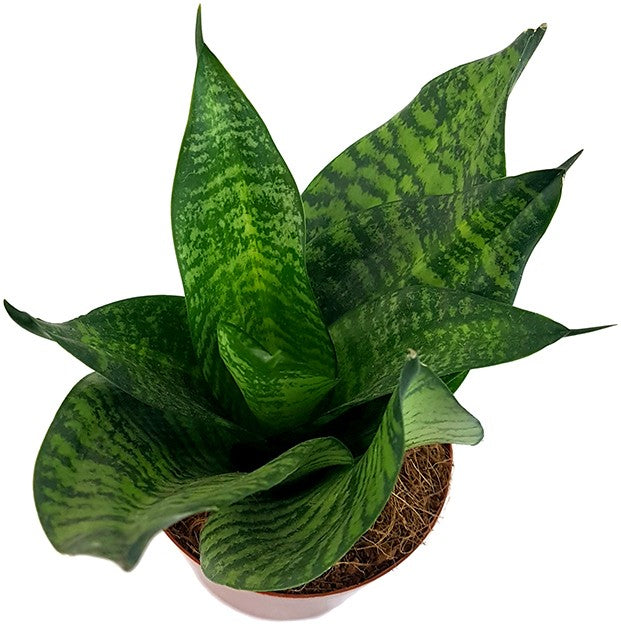 Sansevieria trifasciata "Green Hahnii" - Bogenhanf