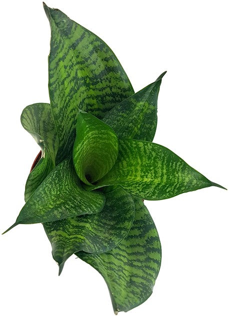 Sansevieria trifasciata "Green Hahnii" - Bogenhanf