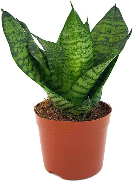 Sansevieria trifasciata "Green Hahnii" - Bogenhanf
