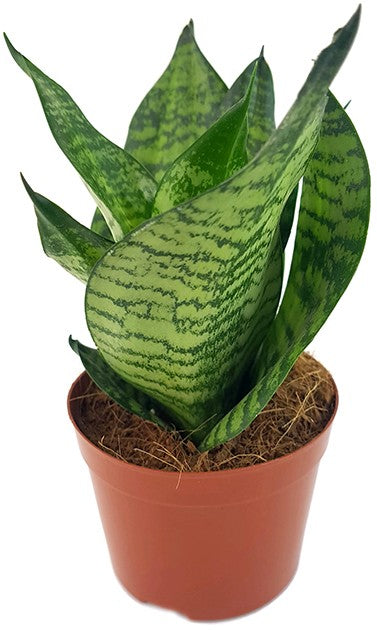 Sansevieria trifasciata "Green Hahnii" - Bogenhanf