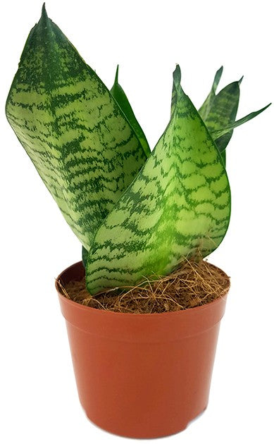 Sansevieria trifasciata "Green Hahnii" - Bogenhanf