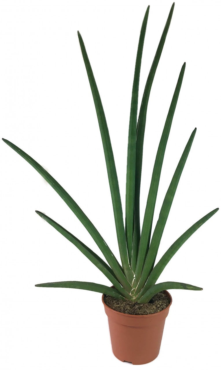 bogenhanf sansevieria cylindrica Sansevieria cylindrica Handshake
