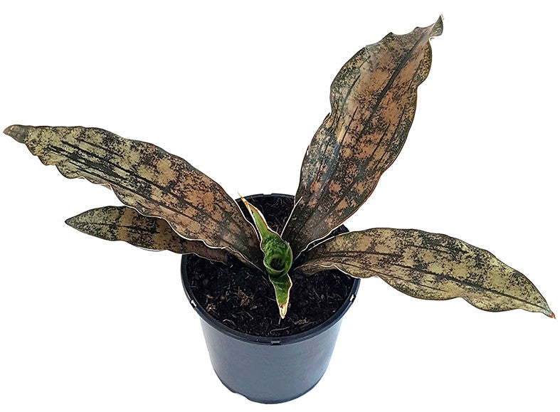Sansevieria kirkii var. pulchra "Coppertone" - kupferner Bogenhanf