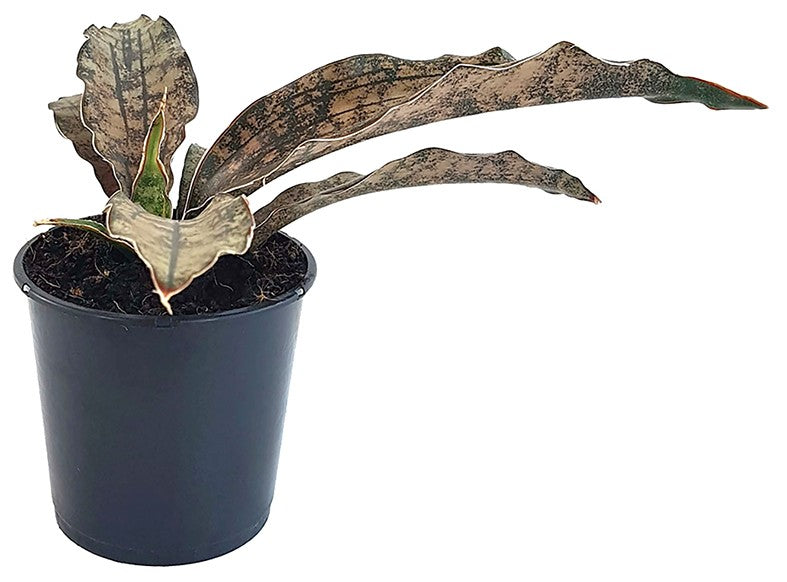 Sansevieria kirkii var. pulchra "Coppertone" - kupferner Bogenhanf